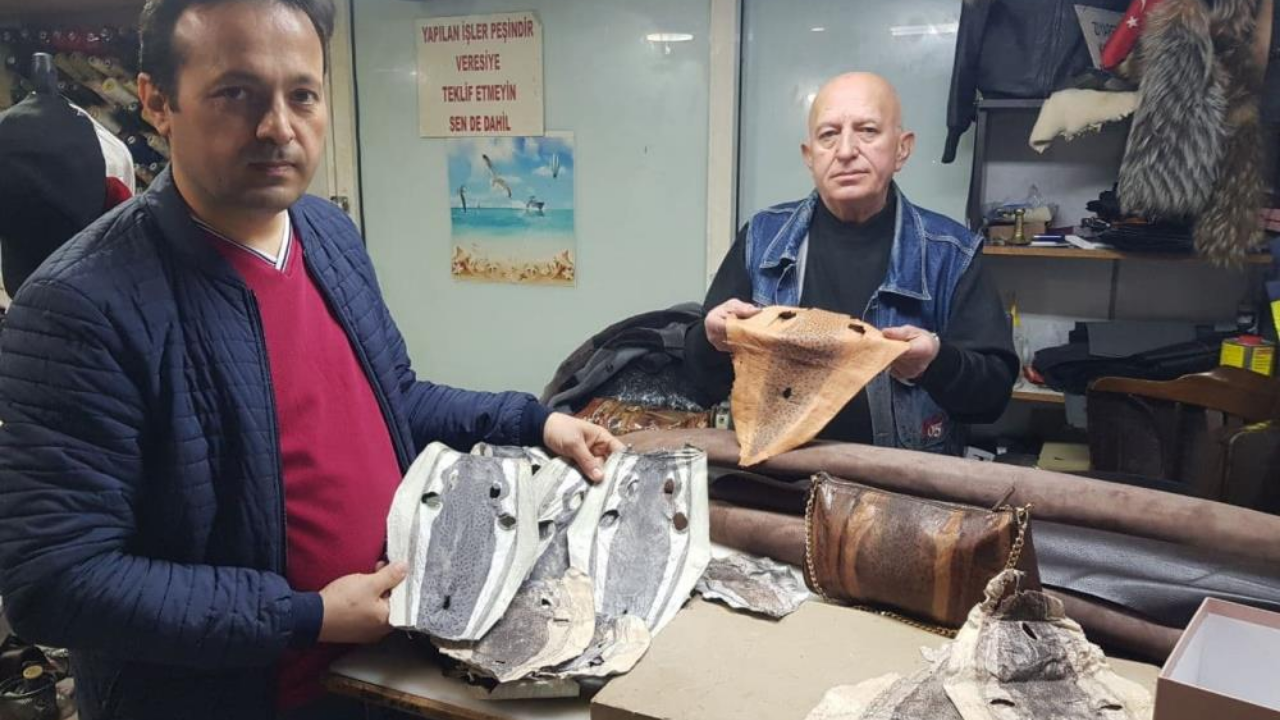 Yabani hayvan derisine alternatif: Balon balığı derisi artık moda